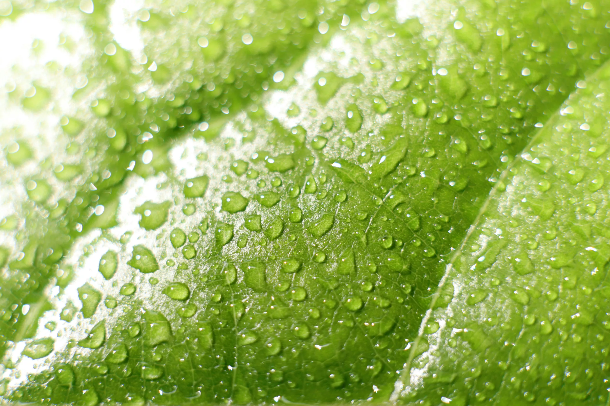 Communication verte : entre storytelling et greenwashing